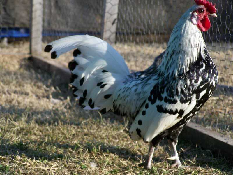 4. Gà Hamburg có nguồn gốc từ Hà Lan, chúng di chuyển với đôi chân thon thả và một cái mào bông hồng gọn gàng. Gà Hamburg bay rất giỏi và có khả năng sống trên cây.