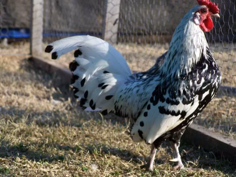 4. Gà Hamburg có nguồn gốc từ Hà Lan, chúng di chuyển với đôi chân thon thả và một cái mào bông hồng gọn gàng. Gà Hamburg bay rất giỏi và có khả năng sống trên cây.