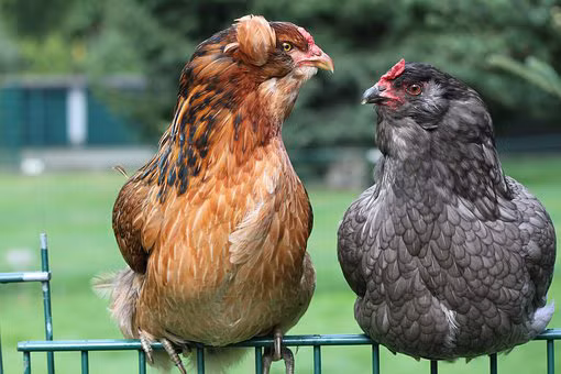 7. Gà đẻ trứng Phục Sinh: Người dân phương Tây rất thích nuôi giống gà kỳ lạ này, vì chúng đẻ ra những trái trứng đỏ, trắng, xanh, và cả trứng đốm giống hệt những trái trứng họ sử dụng trong dịp lễ Phục sinh. Cũng vì thế, người ta còn gọi chúng là Gà Phục Sinh.