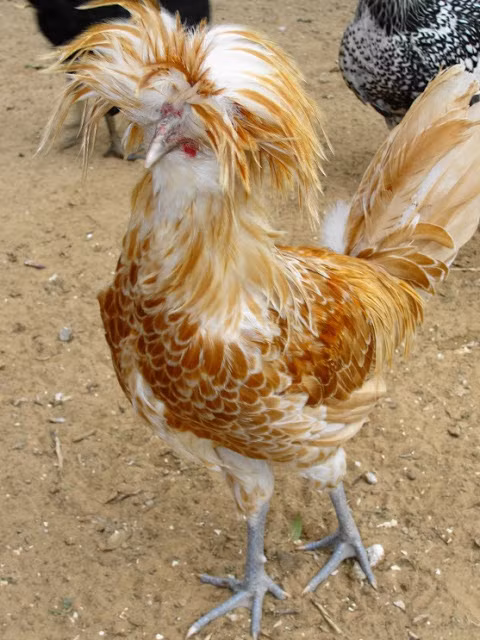 5. Gà Ba Lan có lông ở đầu mọc dài và tủa ra 2 bên, như thể chúng đội 1 cái nón vậy. Tuy gọi là gà Ba Lan, nhưng nguồn gốc xa xôi của chúng là từ Hà Lan.