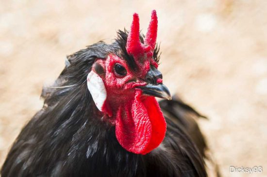 6. Gà La Fleche: Nét đặc biệt của giống gà này là cái mào của chúng nhìn như 2 cái sừng. Hai sừng cùng với bộ lông màu đen của nó đã khiến nhiều người gọi chúng là giống gà Satan. Tuy vậy, gà La Fleche là niềm tự hào của nhiều người Pháp.