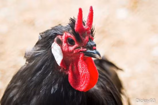 6. Gà La Fleche: Nét đặc biệt của giống gà này là cái mào của chúng nhìn như 2 cái sừng. Hai sừng cùng với bộ lông màu đen của nó đã khiến nhiều người gọi chúng là giống gà Satan. Tuy vậy, gà La Fleche là niềm tự hào của nhiều người Pháp.