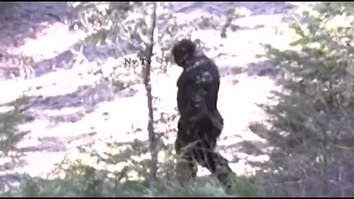 Năm 2014, một nhóm nhà nghiên cứu đứng đầu là nhà di truyền học quá cố Bryan Sykes đến từ Đại học Oxford (Anh) tiến hành phân tích di truyền 36 mẫu lông thuộc về Bigfoot hoặc Yeti được cho là sinh sống trên dãy Himalaya. Gần như tất cả mẫu lông đến từ loài vật thông thường như bò, gấu mèo, hươu và con người.