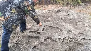 Tuy nhiên, việc tìm kiếm chứng cứ cho sự tồn tại của quái vật Bigfoot vẫn là vấn đề gây tranh cãi và khó khăn.