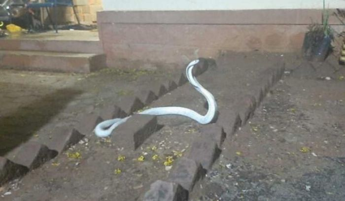Mới đây, một con rắn hổ mang trắng đã đột nhập vào một nhà dân ở Coimbatore, bang Tamil Nadu, phía nam Ấn Độ.