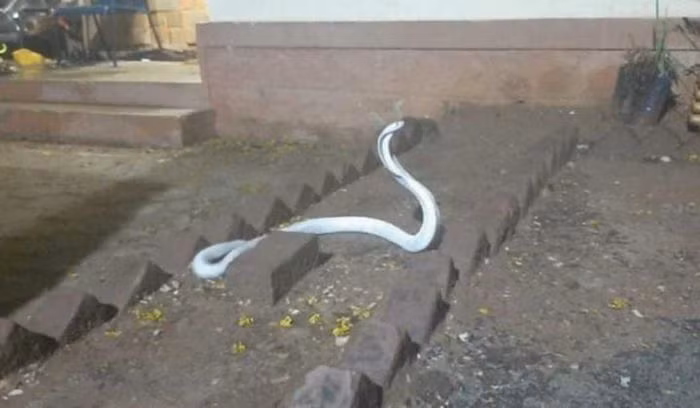 Rắn hổ mang bạch tạng đột nhập nhà dân: Loài cực quý! Ran ho mang bach tang dot nhap nha dan: Loai cuc quy!