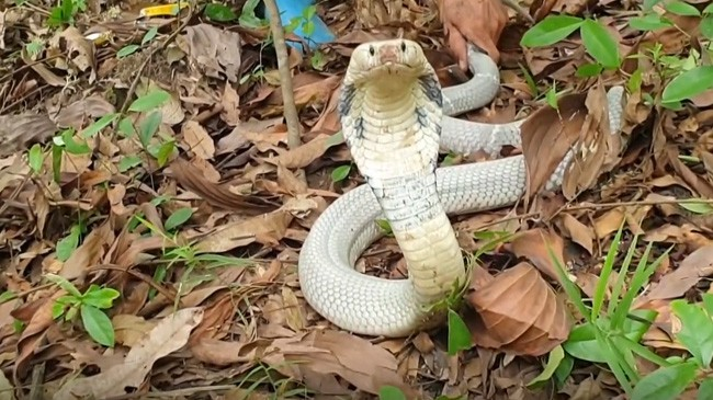 Theo các nhà khoa học, hổ mang bạch tạng là do thiếu sắc tố, rất hiếm gặp.