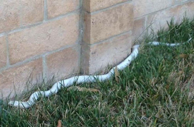 Chúng thường tấn công khi cảm thấy bị đe dọa, thậm chí còn có thể tấn công khi chúng bị xúc phạm hoặc bị giẫm đạp.