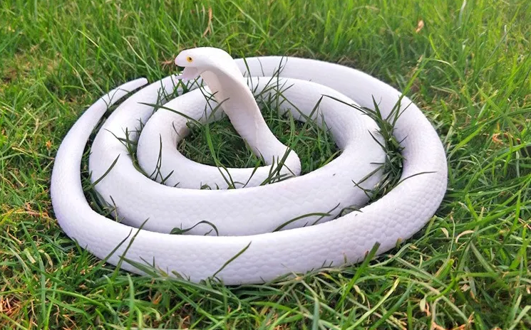 Tuy nhiên, việc bắt và giết rắn hổ mang bạch tạng để sử dụng thịt và da của chúng cũng đang gây ra sự giảm số lượng của loài này, khiến chúng trở thành loài bị đe dọa và được bảo vệ.