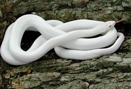 Rắn hổ mang bạch tạng cũng có một vai trò quan trọng trong hệ sinh thái, giúp kiểm soát số lượng động vật gây hại khác.