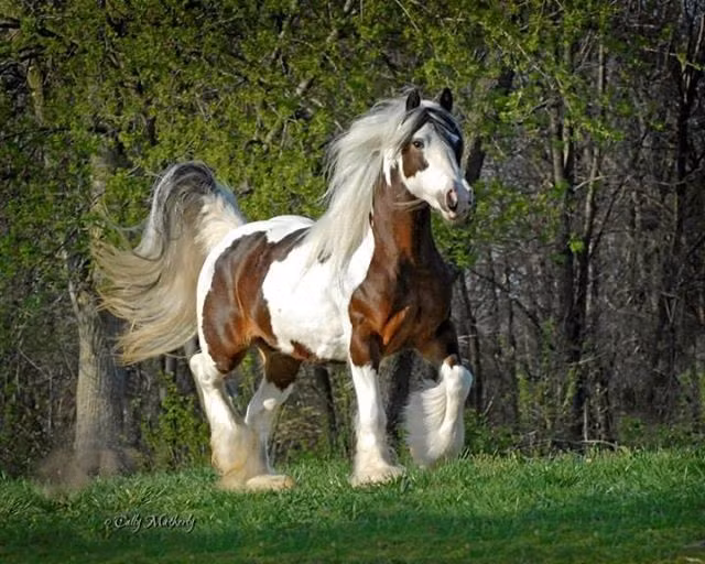 Lông và bờm mao dài bắt đầu từ dưới đầu gối của chân trước và chân sau của hai chân sau và chạy xuống chân chảy trên mặt trước và sau của móng guốc, là một thuộc tính có giá trị cao của Gypsy Horse.