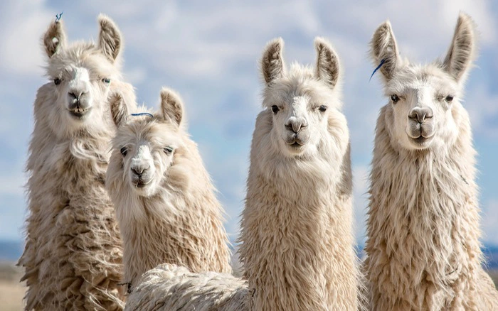 4. Lạc đà Alpaca là một loài động vật đáng yêu và đặc biệt, có nguồn gốc từ vùng núi cao của Nam Mỹ. Chúng có bộ lông mềm mịn và lấp lánh, với các màu sắc đa dạng như trắng, nâu, xám và đen.