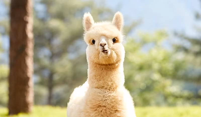Lạc đà Alpaca có cổ dài và đôi tai nhọn, tạo nên một diện mạo độc đáo.