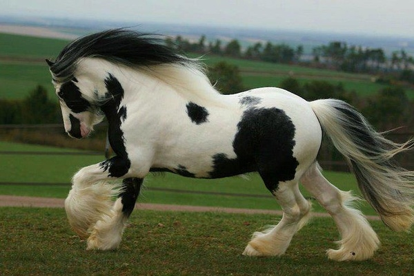 2. Ngựa Gypsy Vanner có kích thước nhỏ, chân ngắn và bộ lông mượt dài đến chạm đất. Lông ngựa Gypsy Vanner thường có đốm hoặc những mảng vá.