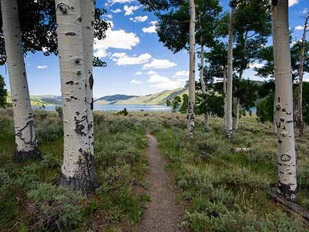 Chúng chia sẻ cùng một hệ thống gen, tạo ra một cấu trúc nguyên tắc và đồng nhất.