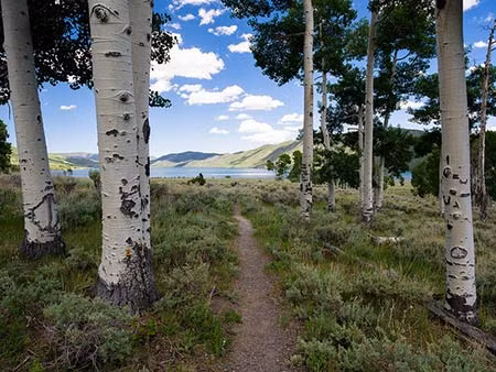 Chúng chia sẻ cùng một hệ thống gen, tạo ra một cấu trúc nguyên tắc và đồng nhất.