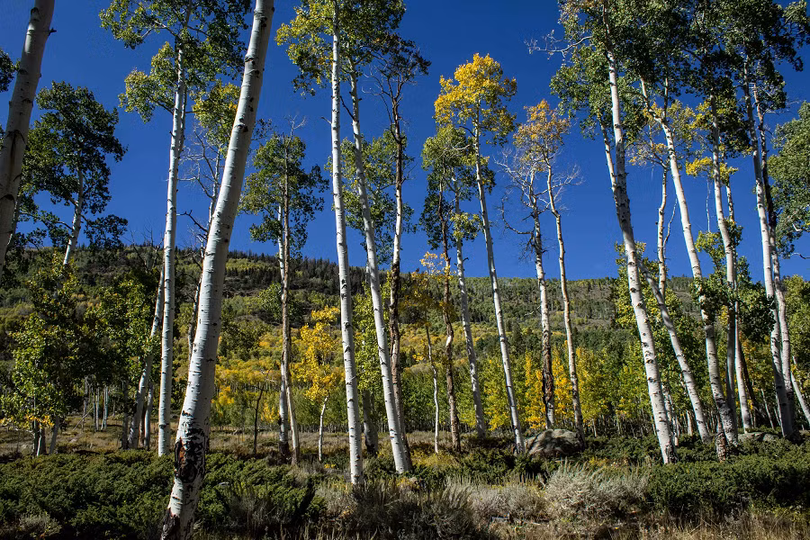 Điều này có nghĩa là khi một cây trong Pando phát triển, nó cung cấp năng lượng và dinh dưỡng cho các cây khác, tạo ra sự kết nối mạnh mẽ giữa tất cả các thành viên trong cộng đồng.