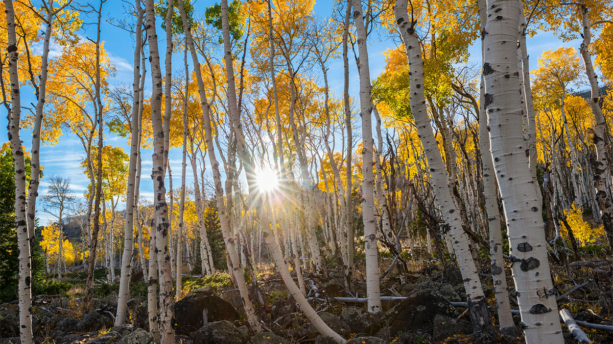 Tuy nhiên, Pando đặc biệt vì các cây trong khu rừng này có mối quan hệ với nhau thông qua rễ.