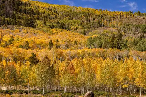 Tại Cuộc họp lần thứ 184 của Hiệp hội Âm học Mỹ, các chuyên gia đã ghi lại được "thanh âm run rẩy" đầy ám ảnh của Pando từ sự rung động của hàng triệu chiếc lá vang vọng qua rễ của nó.