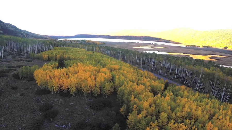 Pando, hay còn được gọi là "Tôi lan rộng" trong tiếng Latinh, là một khu rừng độc đáo và kỳ diệu nằm ở miền tây nước Mỹ.
