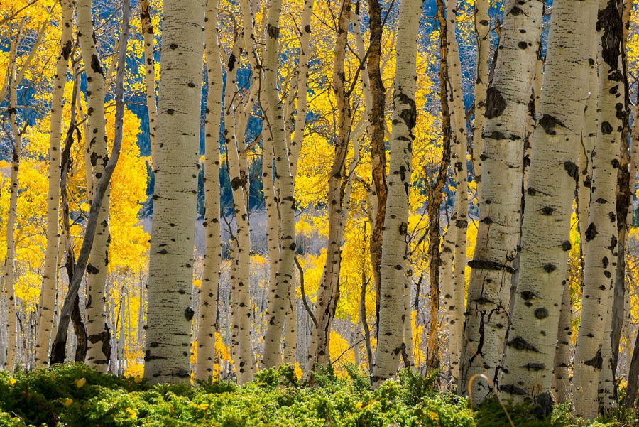 Với sự phát triển và tuổi thọ đáng kinh ngạc, Pando là một minh chứng rõ ràng về sức mạnh và tình kỷ luật của tự nhiên.
