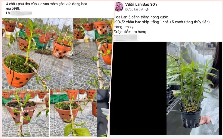 Hoa lan được rao bán trên các hội nhóm với giá rất rẻ so với trước đây.