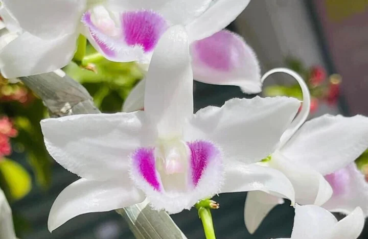 Sản suất, kinh doanh hoa lan vẫn là một trong nhữn công nhà nông cho lãi rất cao.