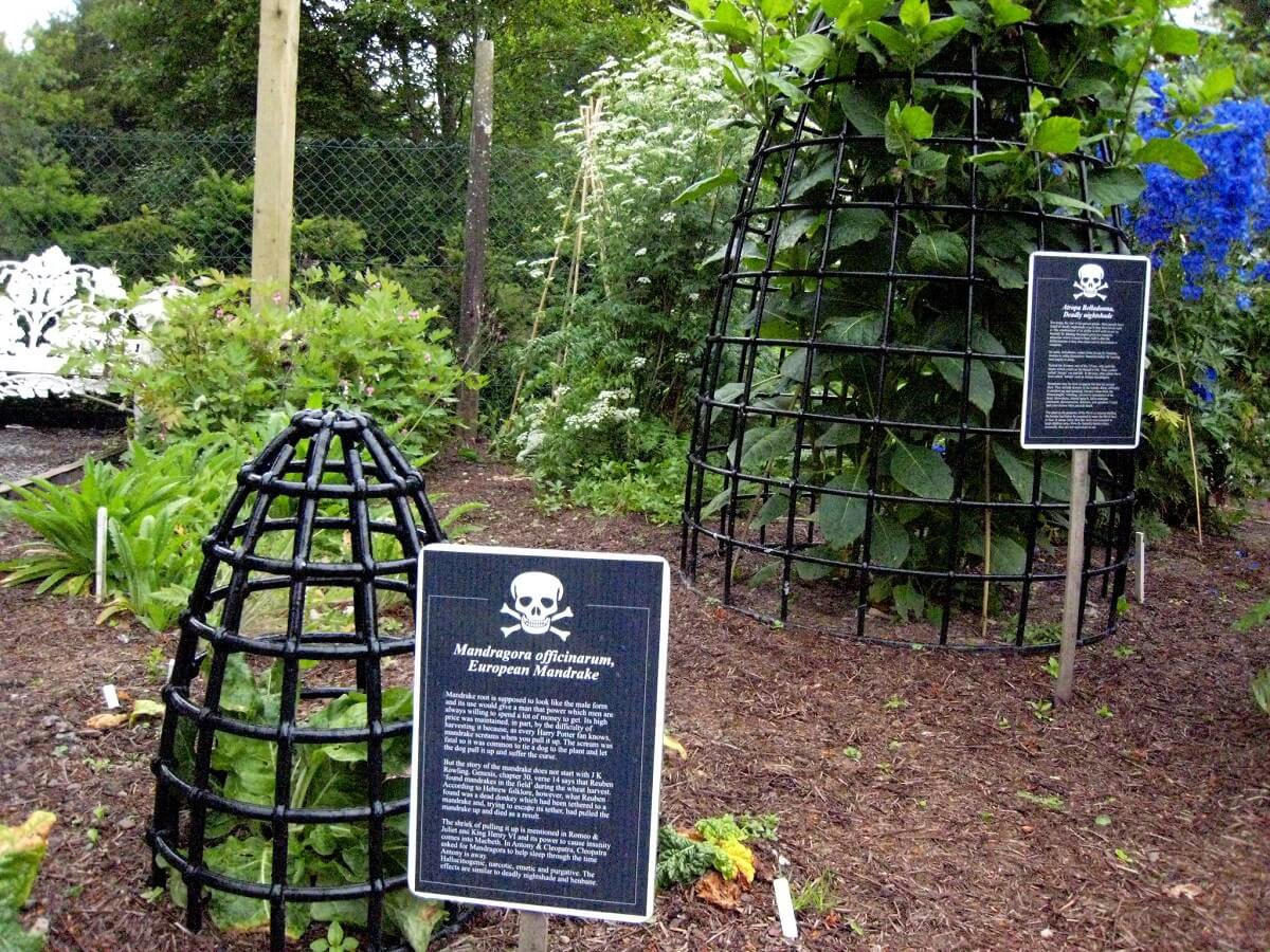 Vì có nhiều loại cây nguy hiểm như vậy nên một số loại được lưu giữ vĩnh viễn trong lồng. Toàn bộ khu vườn được bảo vệ và canh gác 24 giờ.