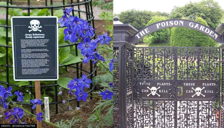 Hoặc những cây ngò tây khổng lồ cao hơn 2m có thể khiến da người bị bỏng nếu chạm vào chúng.