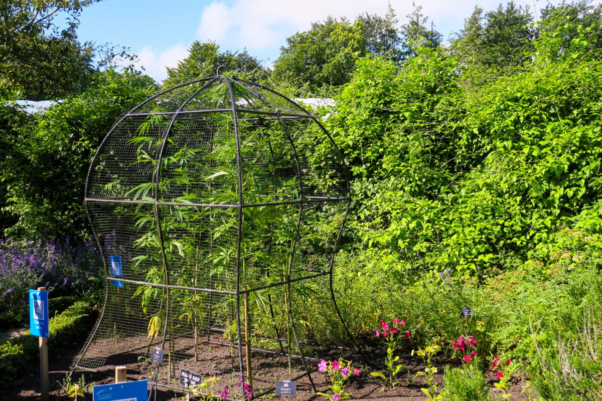 Đừng lo lắng quá nhiều, vì khu vườn Alnwick có những hướng dẫn viên chuyên nghiệp, họ sẽ chỉ cho bạn cách tham quan khu vườn một cách an toàn.