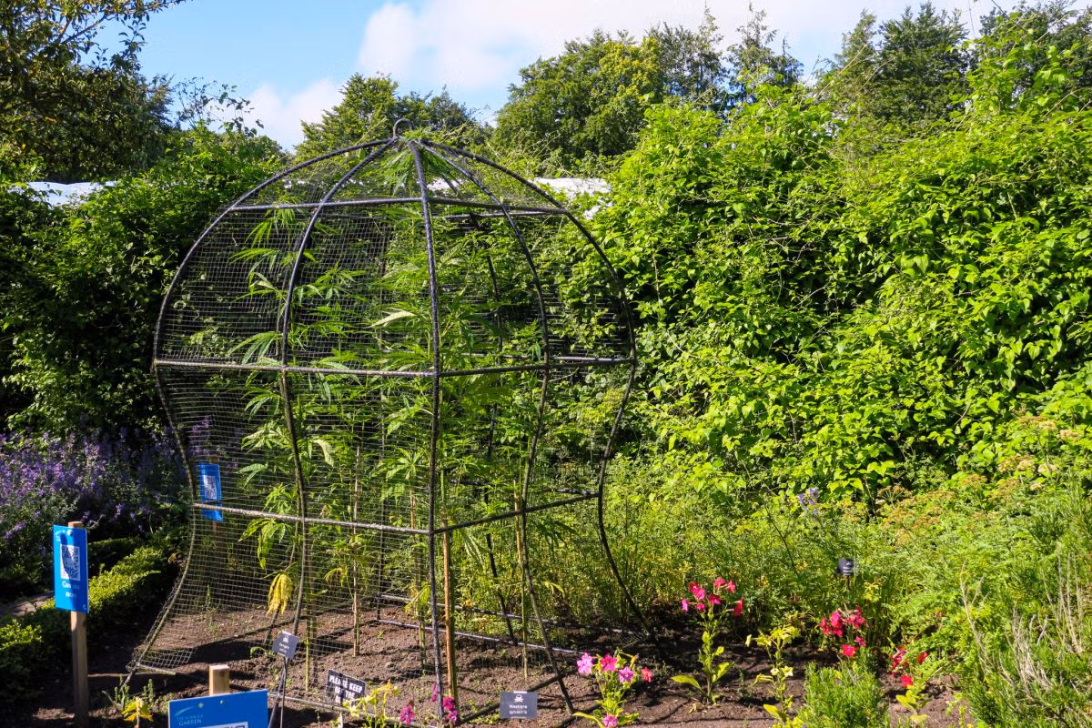 Đừng lo lắng quá nhiều, vì khu vườn Alnwick có những hướng dẫn viên chuyên nghiệp, họ sẽ chỉ cho bạn cách tham quan khu vườn một cách an toàn.