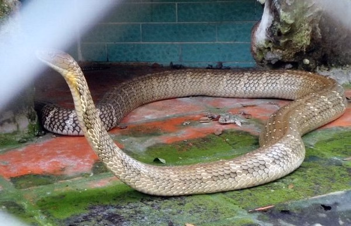 Con rắn hổ mang chúa lớn nhất của Trại rắn Đồng Tâm nuôi đạt trọng lượng khoảng 27kg, dài 4,2m, tuổi thọ 17 năm.