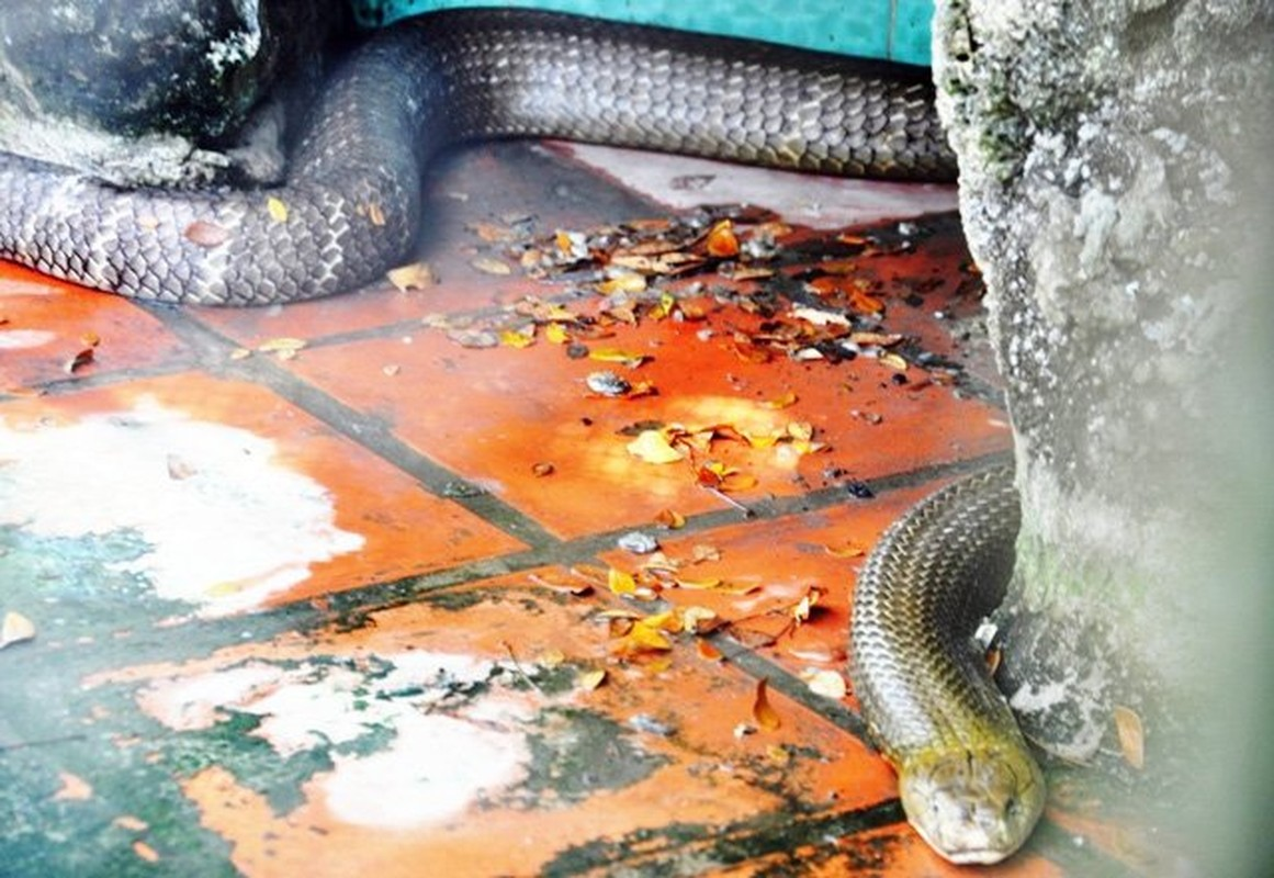 Và con thứ 4 nặng hơn 10kg, đã trên 10 năm tuổi.