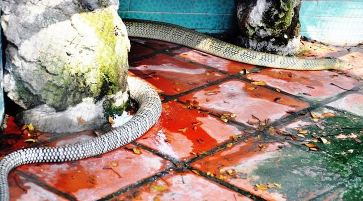 Đối với con người, một cú đánh của rắn hổ mang chuột có thể gây ra những triệu chứng nghiêm trọng như nhức đầu, hoa mắt, co giật, tim đập nhanh và thậm chí có thể dẫn đến tử vong nếu không được xử lý kịp thời.