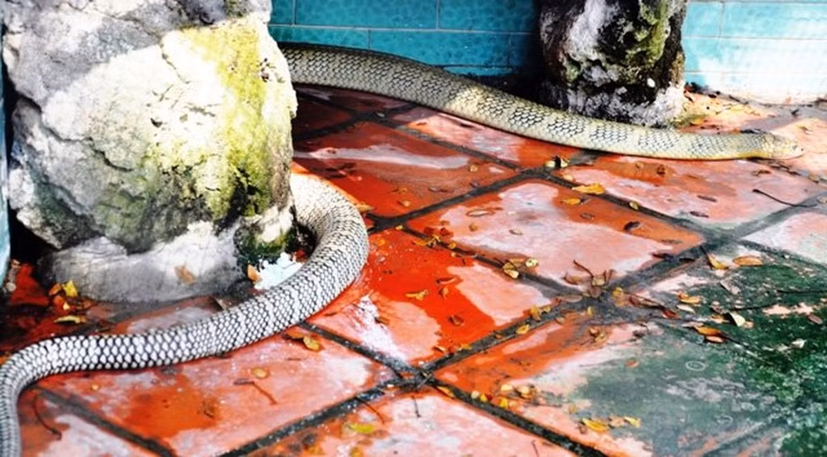 Đối với con người, một cú đánh của rắn hổ mang chuột có thể gây ra những triệu chứng nghiêm trọng như nhức đầu, hoa mắt, co giật, tim đập nhanh và thậm chí có thể dẫn đến tử vong nếu không được xử lý kịp thời.