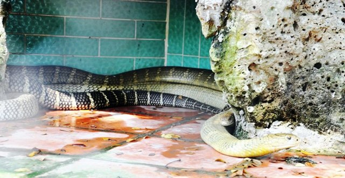 Chất độc trong nọc của rắn hổ mang chuột có thể gây ra những hiệu ứng tổn thương và gây chết người.