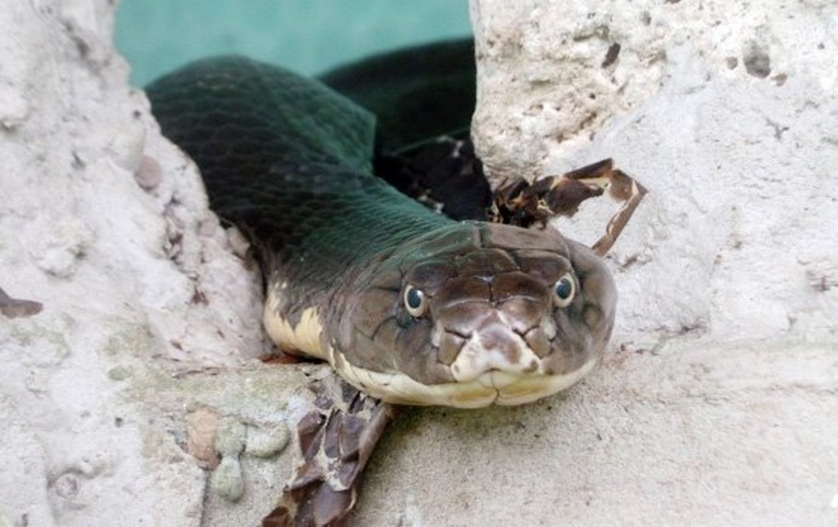 Nặng hơn 11 kg, dài 3,4 m, 13 tuổi là con rắn hổ chúa lớn thứ 3.