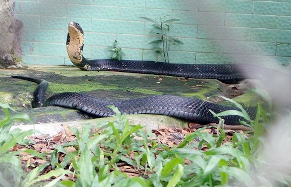 Tại trại rắn Đồng Tâm, một trại rắn nổi tiếng của Việt Nam, hiện có khoảng 200 con rắn hổ mang chúa bố mẹ và nhiều con non từ 3 tháng tuổi đến 1 năm. Trong đó, có 4 con rắn khổng lồ, nặng hơn 10kg.