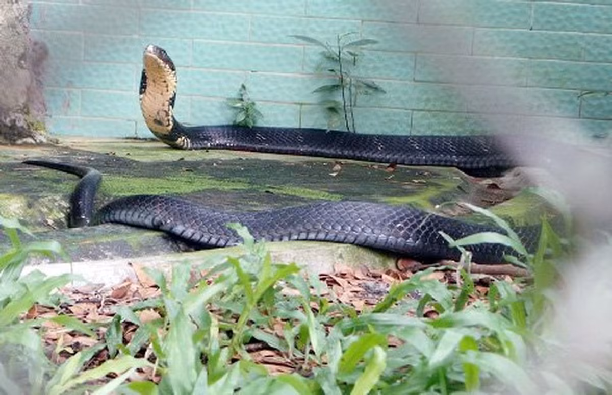 Tại trại rắn Đồng Tâm, một trại rắn nổi tiếng của Việt Nam, hiện có khoảng 200 con rắn hổ mang chúa bố mẹ và nhiều con non từ 3 tháng tuổi đến 1 năm. Trong đó, có 4 con rắn khổng lồ, nặng hơn 10kg.