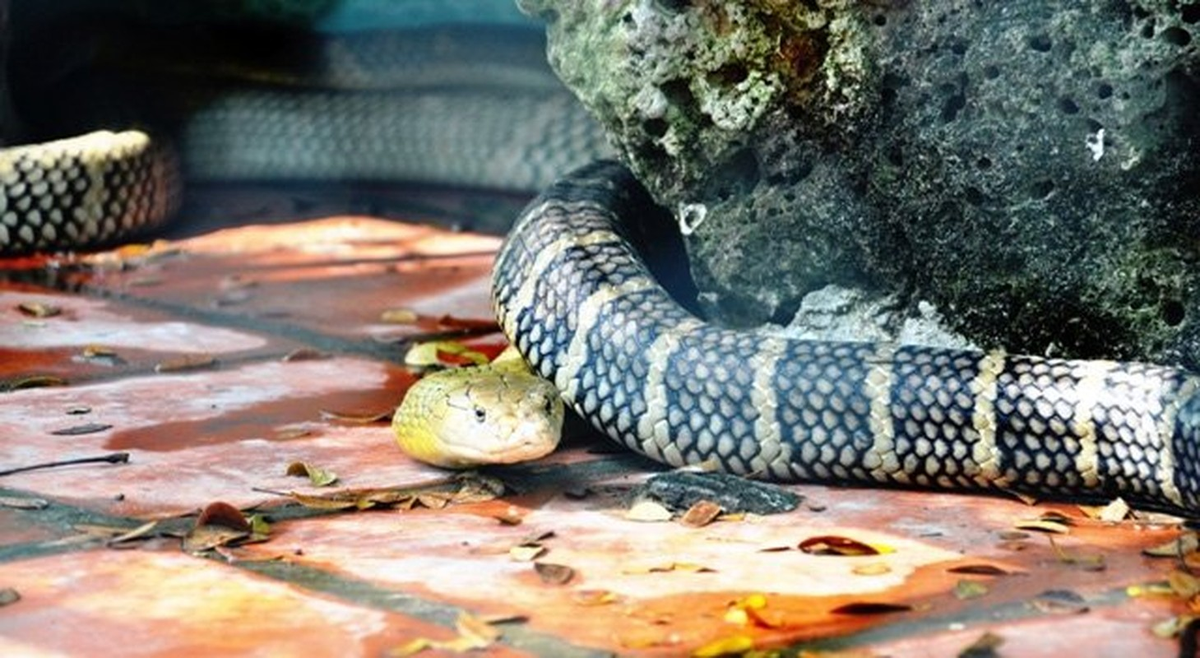 Con rắn lớn thứ 2 hiện nay đã 14 tuổi, nặng gần 12kg và dài 3,5m.