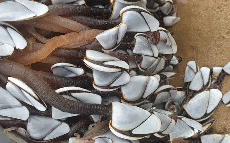 Thực tế, những "bông hoa trắng" mà cô gái nhìn thấy là loài vật quý hiếm mang tên hà ngỗng. Chúng là loài có họ hàng với cua và tôm hùm, sống nhờ sinh vật phù du và những mảnh vụn trong nước.