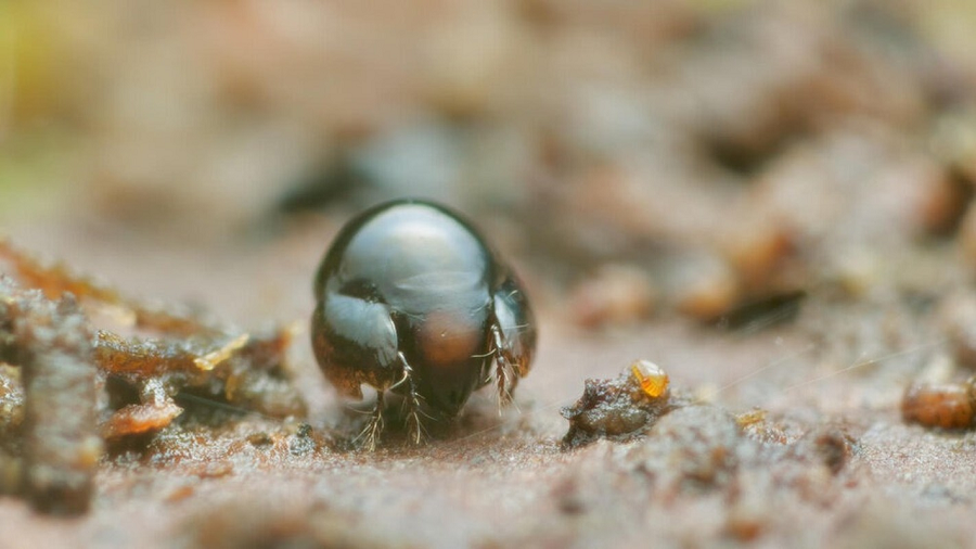 Ve oribatid là một trong những nhóm côn trùng cổ đại nhất, đã tồn tại trên Trái Đất từ khoảng 300 triệu năm trước.