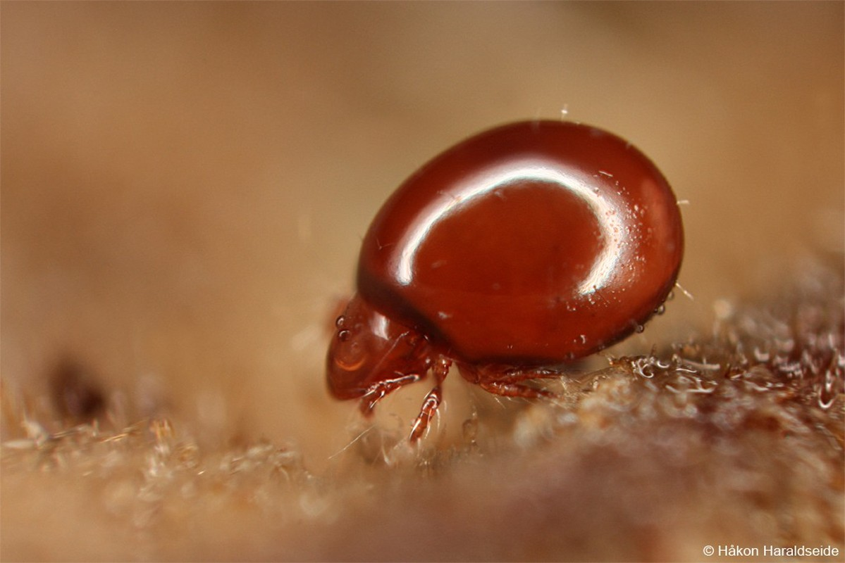 Điểm đặc biệt của ve oribatid là mặc dù có kích thước chỉ từ 0,2 đến 1,5 mm (chỉ tương đương với một hạt cát) nhưng chúng có thể nhấc bổng thứ nặng gấp 1.180 lần trọng lượng cơ thể.