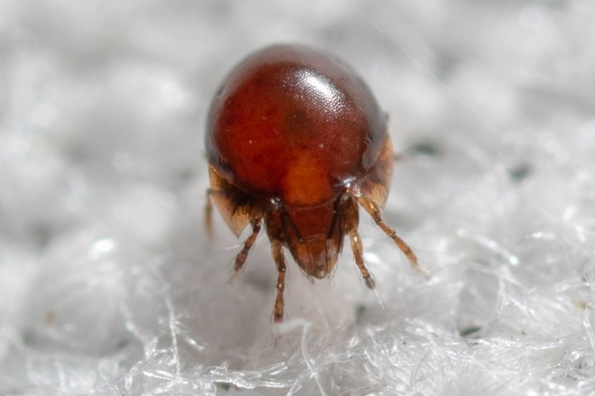 Cơ thể của ve oribatid có trọng lượng nhẹ hơn so với thể tích của chúng so với các động vật khác.