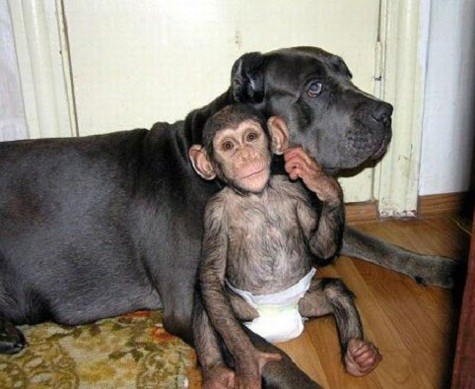 2. Một nhân viên sở thú tại Nga đã đem một chú khỉ sơ sinh về nhà nuôi sau khi nó bị chính mẹ ruột bỏ rơi. Chỉ vài giờ sau đó, chú chó của nhân viên sở thú này trở nên vô cùng quấn quýt chú khỉ và biểu lộ các cử chỉ chăm sóc như con của mình.