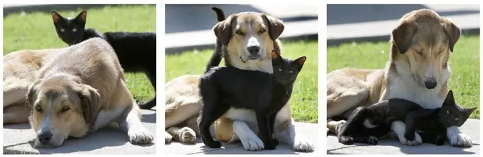 9. Cặp bạn thân mèo đen và chó ở Ohio (Mỹ) thân thiết với nhau.