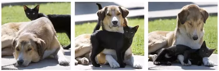 9. Cặp bạn thân mèo đen và chó ở Ohio (Mỹ) thân thiết với nhau.