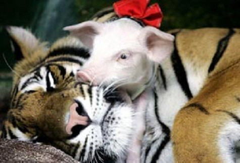8. Tại vườn thú ở Bangkok, Thái Lan, một chú hổ 6 tuổi đang thực hiện vai trò bảo mẫu chăm lợn con vô cùng thành thạo.