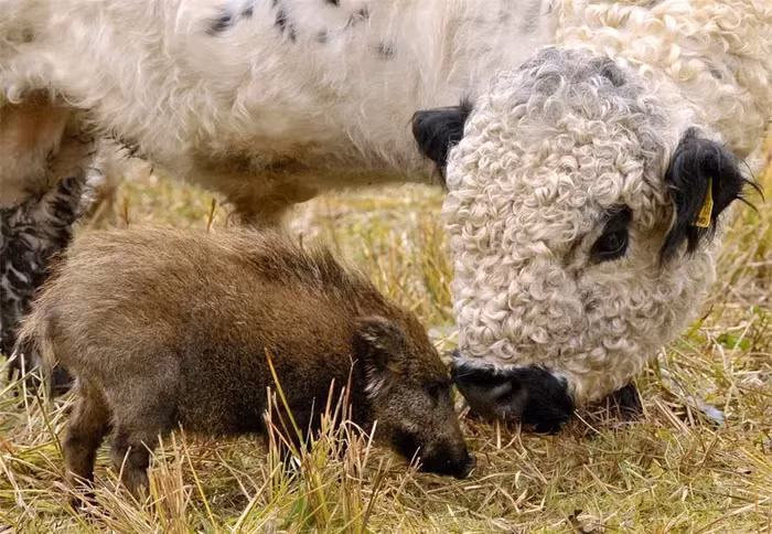3. Lợn rừng Freddy gắn với cừu như hình với bóng ở Ebergoetzen, gần Goettingen, Đức.