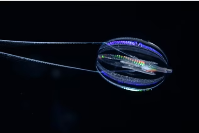 Ctenophore được coi là sinh vật sống lâu đời nhất trên Trái đất, với việc xuất hiện của chúng được giải thích là cách đây khoảng 700 triệu năm trước đây.